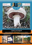 فصلنامه قارچ سال سوم شماره هفتم زمستان 94
